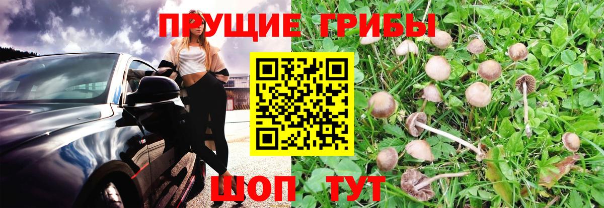продажа наркотиков  Галлюциногенные грибы Magic Shrooms  Омск  Вход с VPN  Псилоцибиновые грибы Psilocybine cubensis 