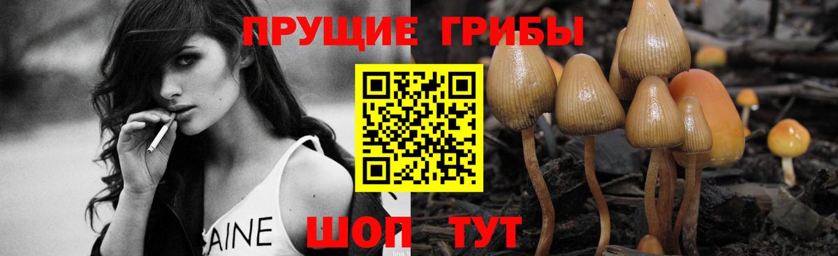 Галлюциногенные грибы Psilocybine cubensis Омск